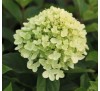 Гортензия Литтл Лайм  (Little Lime) С 2, 1 год